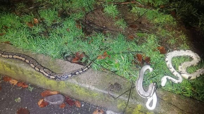 Trovati tre pitoni reali morti di freddo in un’aiuola Trovati tre pitoni reali morti di freddo in un’aiuola