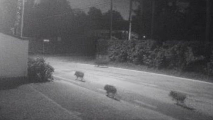 I cinghiali a passeggio per le strade di Tradate in zona Pianbosco (foto da IlSaronno.it)