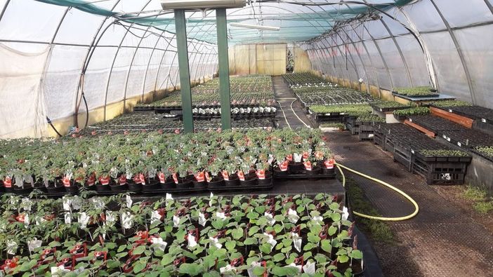 VIA LIBERA DAL GOVERNO. «La vendita di semi, piante, fiori ornamentali e in vaso e fertilizzanti è consentita»