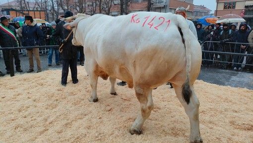 Da tutta Italia per la Fiera del Bue Grasso di Carrù... in edizione imbiancata [FOTO e VIDEO]