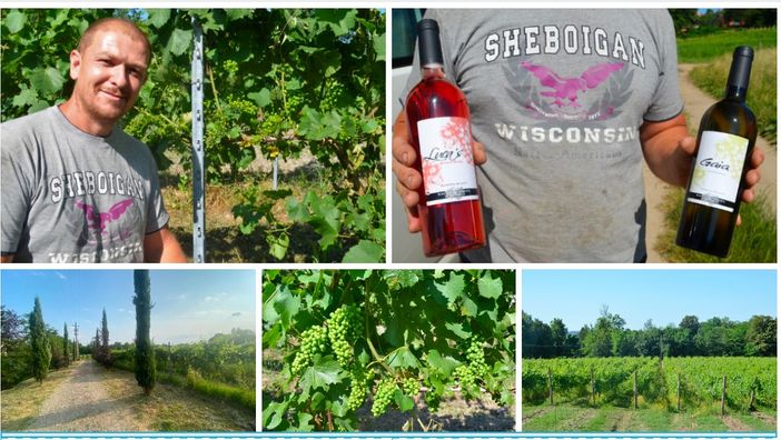 Roberto Bianchi in mezzo ai suoi vigneti di Casciago (Fotoservizio Ezio Macchi)