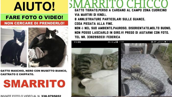 Mascherina e Chicco due mici spariti Mascherina e Chicco due mici spariti