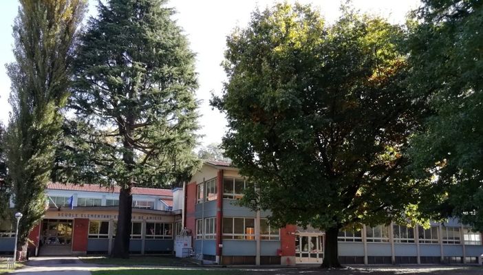 Alla scuola primaria "De Amicis" di Vedano l'albero di Giovanni Falcone Alla scuola primaria "De Amicis" di Vedano l'albero di Giovanni Falcone