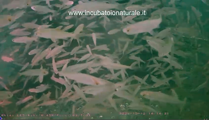 Le immagini tratta dal video dell'associazione La Pinta dall'incubatoio sul Lago Maggiore ad Angera Le immagini tratta dal video dell'associazione La Pinta dall'incubatoio sul Lago Maggiore ad Angera