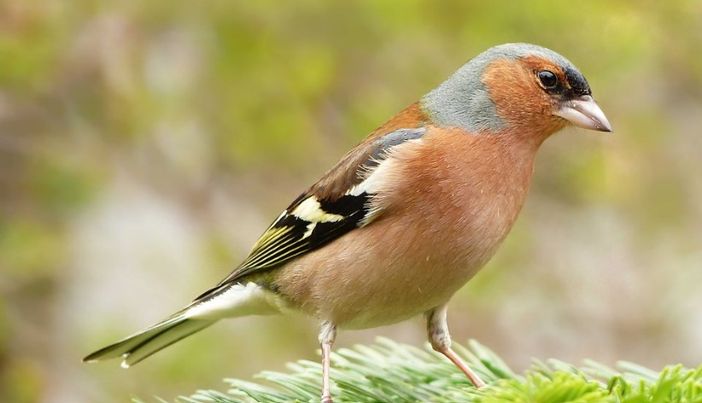 Torna domenica 1° settembre la Sagra degli Uccelli di Cantello