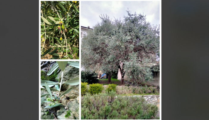Ulivi e olive delle Terre del Verbano Ulivi e olive delle Terre del Verbano