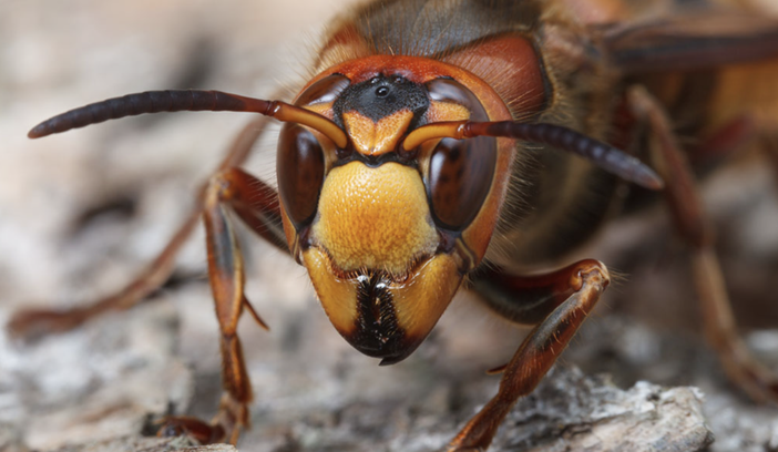 Punto da un insetto, grave un uomo di 35 anni a Cassano Magnago Punto da un insetto, grave un uomo di 35 anni a Cassano Magnago