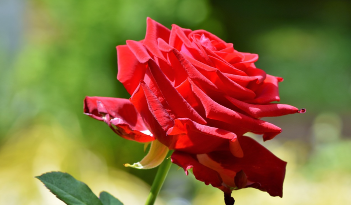 Induno Olona premia il fiore reciso più bello: è l’edizione centoundici della Festa delle Rose