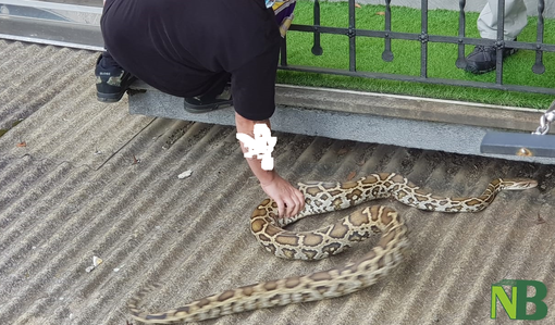 Incredibile a Biella: trova un pitone di tre metri sul balcone di casa Incredibile a Biella: trova un pitone di tre metri sul balcone di casa