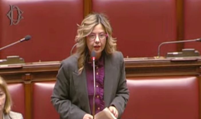 Peste suina, Gadda: «Da Governo risposta da burocrati» Peste suina, Gadda: «Da Governo risposta da burocrati»