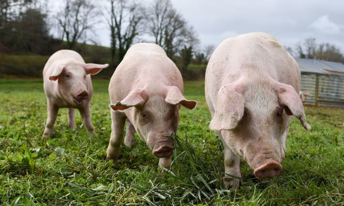 Coldiretti Varese: «Basta speculazioni sui maiali. Urge il tavolo suinicolo nazionale»