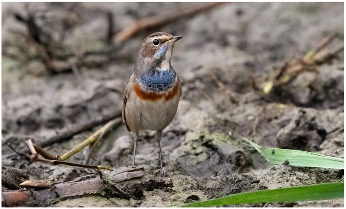 Il pettazzurro fotografata in Palude Bruschera ad Angera da Alvinio Ravasi