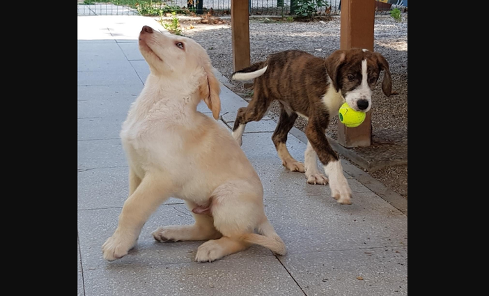 Due cagnolini in attesa di adozione al canile di Busto Due cagnolini in attesa di adozione al canile di Busto
