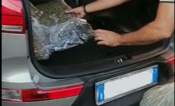 Cantello, un quintale di marijuana nascosto nel doppio fondo di un furgone Cantello, un quintale di marijuana nascosto nel doppio fondo di un furgone