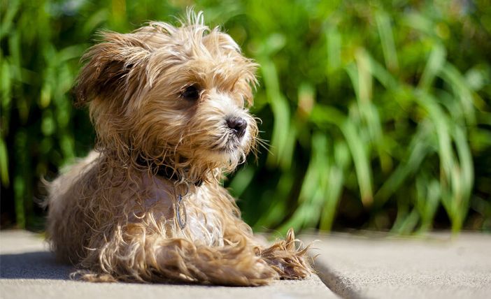 Maltrattamenti sugli animali: pene più dure e carcere fino a 4 anni