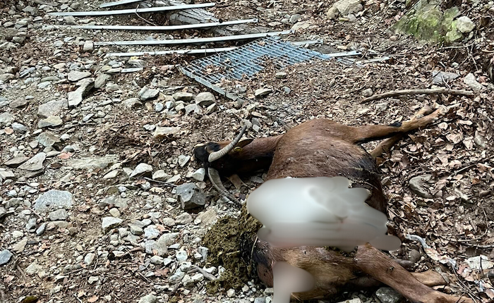 La capra sbranata nei boschi di Dumenza (foto tratta da Luinonotizie.it) La capra sbranata nei boschi di Dumenza (foto tratta da Luinonotizie.it)