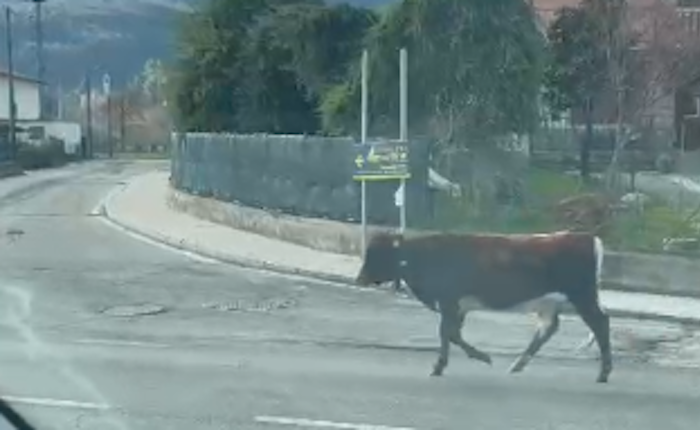 (foto da LuinoNotizie.it)