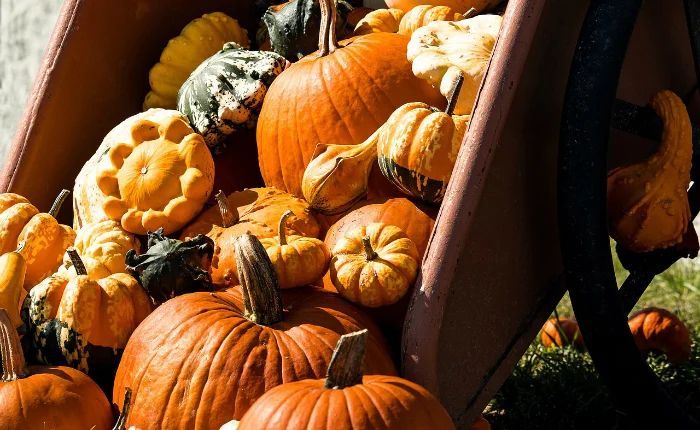 Non è vero autunno senza la popolarissima "Sagra della Zucca" di Agra