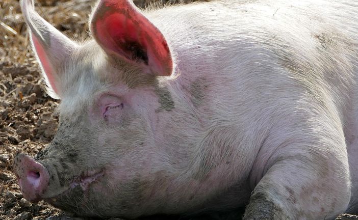 Coldiretti Lombardia: «Stop speculazioni sui maiali»