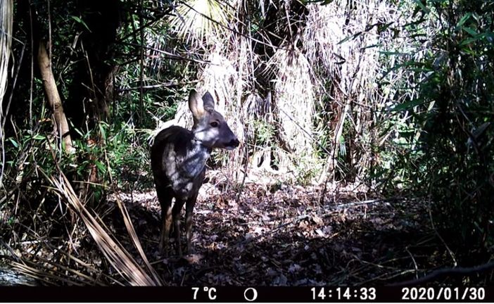 VIDEO. Una fototrappola cattura la vita segreta degli animali selvatici del Parco del Ticino VIDEO. Una fototrappola cattura la vita segreta degli animali selvatici del Parco del Ticino