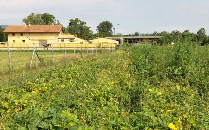 La coltivazione del fagiolo brebbiese ad Angera La coltivazione del fagiolo brebbiese ad Angera