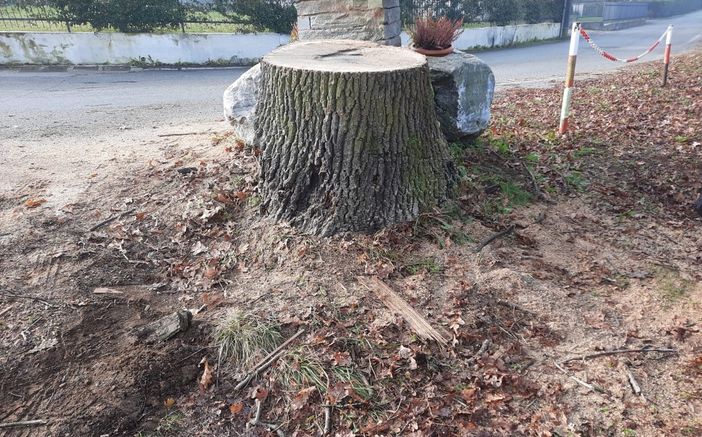 Il moncone che resta dopo l'abbattimento della quercia nella frazione di Crugnola a Mornago Il moncone che resta dopo l'abbattimento della quercia nella frazione di Crugnola a Mornago