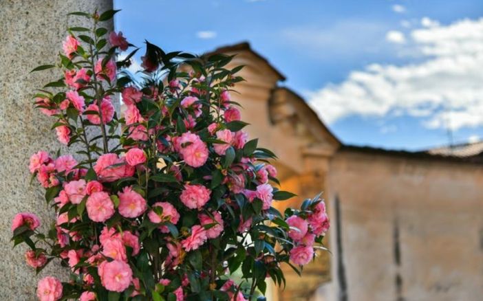 Un assaggio di primavera: a Villa Della Porta Bozzolo tornano Le Giornate delle Camelie