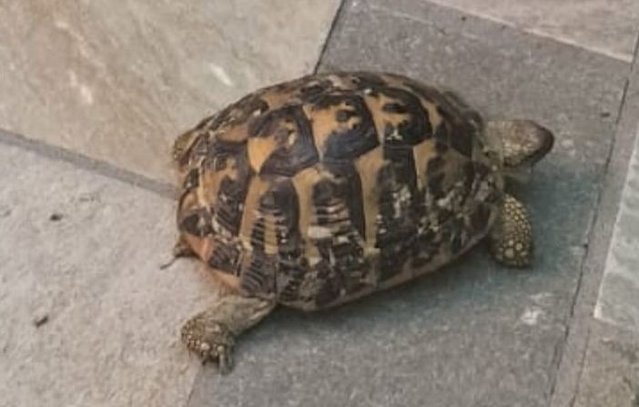 Foto dalla pagina Facebook di Casaringhio