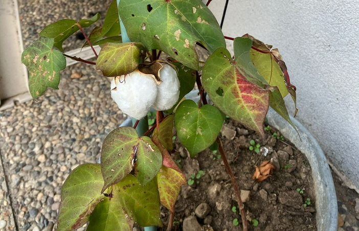 Autunno, fiorisce il cotone