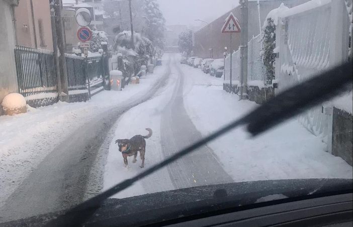 Cagnolino con la zampetta schiacciata sotto la nevicata a Varese. «Chi lo riconosce?» Cagnolino con la zampetta schiacciata sotto la nevicata a Varese. «Chi lo riconosce?»
