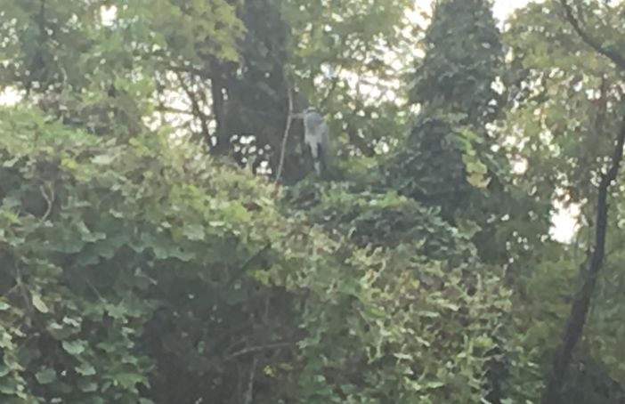 LA STORIA. L'airone che aspettò il ragazzino. Un incontro emozionante lungo l'Olona