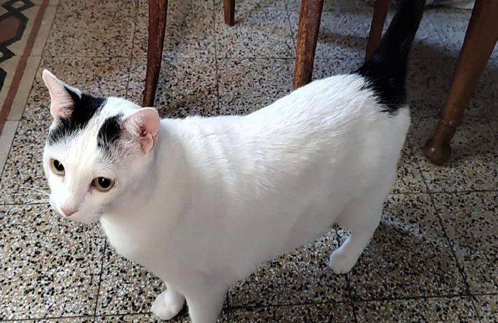 Luigi, il gatto che Paolo Carù ritrovava, la sera, dopo avere chiuso il suo negozio (foto dal gruppo Fb Gallarate è...) Luigi, il gatto che Paolo Carù ritrovava, la sera, dopo avere chiuso il suo negozio (foto dal gruppo Fb Gallarate è...)