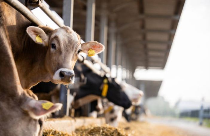 Coldiretti e le contromisure degli allevatori contro il caldo torrido