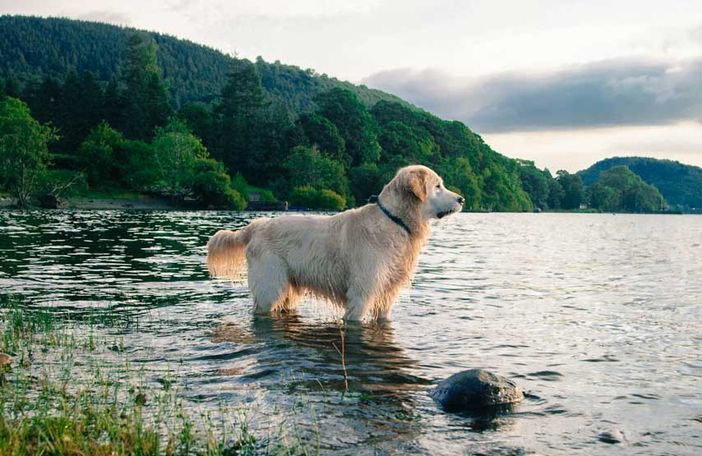 Attenzione alle alghe tossiche nei laghi: possono essere pericolose per i nostri cani Attenzione alle alghe tossiche nei laghi: possono essere pericolose per i nostri cani