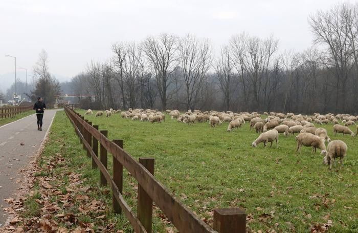 Stop alla caccia tra Capolago e Casbeno, il consiglio blocca l'attività venatoria Stop alla caccia tra Capolago e Casbeno, il consiglio blocca l'attività venatoria