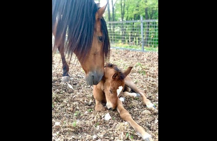 L'azienda agricola La Motta di Morosolo il giorno dopo l'incendio: «Grazie a chi ci ha aiutato e ha dato da mangiare ai nostri animali» L'azienda agricola La Motta di Morosolo il giorno dopo l'incendio: «Grazie a chi ci ha aiutato e ha dato da mangiare ai nostri animali»