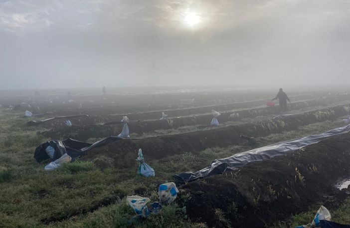 La coltivazione dell'asparago a Cantello La coltivazione dell'asparago a Cantello