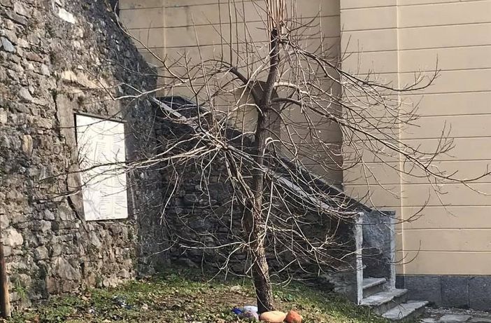 L'albero di Kaki piantumato a Casciago