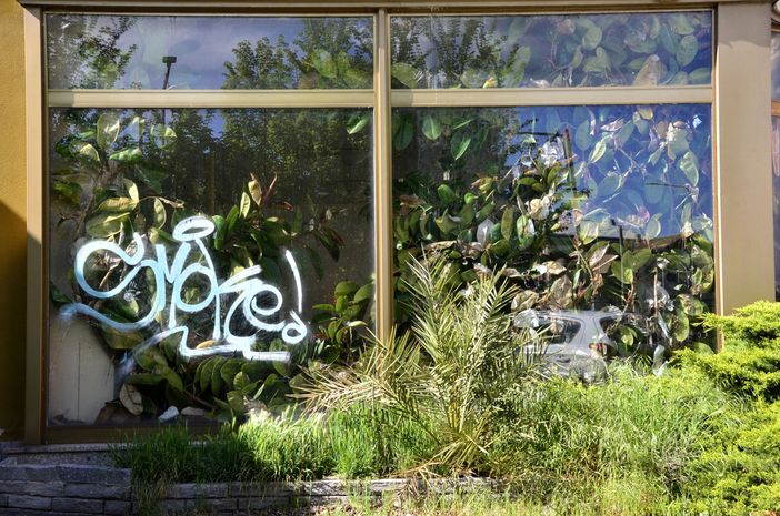 Il ficus gigante cresciuto a dismisura e in maniera selvaggia all'interno delle vetrine dell'ex concessionaria Terziroli di viale Borri in disuso
