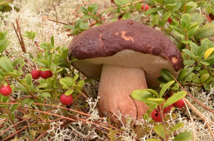 Domenica la 45esima Mostra Micologica Varesina