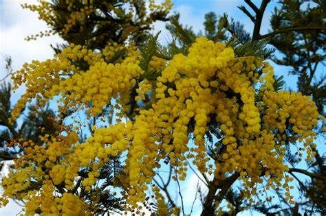 Laveno Mombello, la Festa della Donna con la Pro Loco