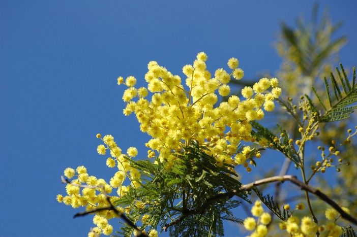 A SPASSO NEL WEEKEND. La provincia di Varese si tinge di rosa e profuma di mimosa per la Festa della Donna