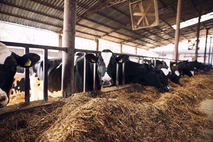 Produzione di latte in calo a causa del caldo nelle stalle del Varesotto Produzione di latte in calo a causa del caldo nelle stalle del Varesotto