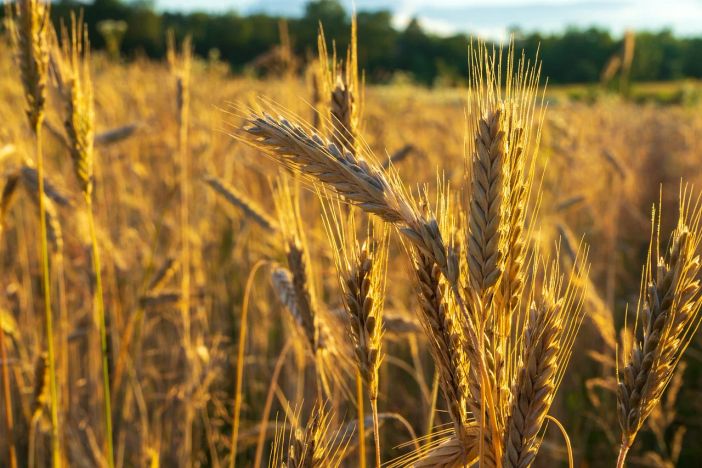 Grano e mais, crollano i prezzi: in apprensione anche i cerealicoltori in provincia di Varese