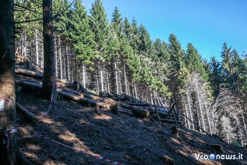 Dai carabinieri 90 nuovi alberi per far rivivere il Mottarone