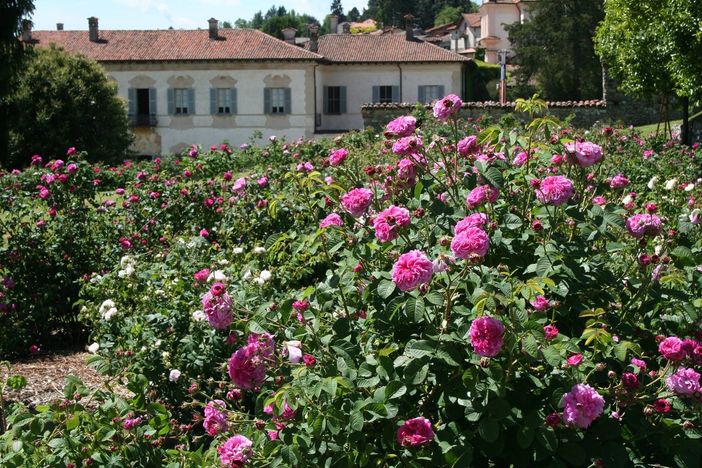 CHE FARE NEL WEEKEND. Fiori, cinema, poesia, cucina per un fine settimana tra cultura e divertimento