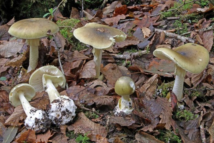 L'Amanita falloide è considerato il fungo più velenoso al mondo (foto d'archivio) L'Amanita falloide è considerato il fungo più velenoso al mondo (foto d'archivio)