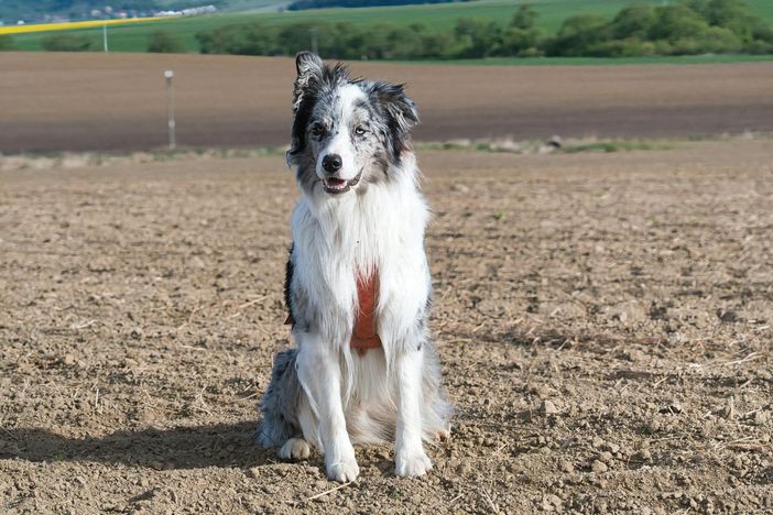 Proteggiamo Fido: come, quando e perché utilizzare un antiparassitario per il tuo cane Proteggiamo Fido: come, quando e perché utilizzare un antiparassitario per il tuo cane