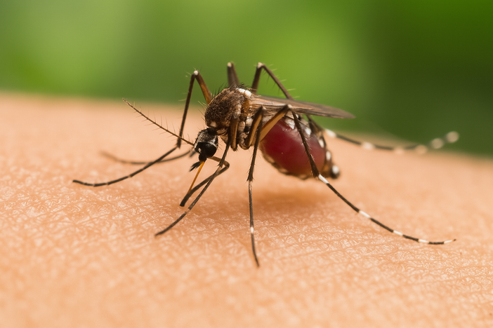 West Nile: 86enne muore nel Lazio, terza vittima in regione e sesta in Italia