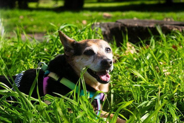 Affrontare la perdita di un animale domestico: la soluzione di Il Bosco Degli Angeli a Salerno"